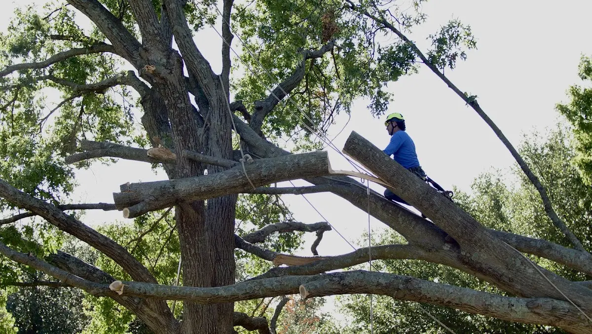 Professional Crown Thinning performed by certified arborists in Luana