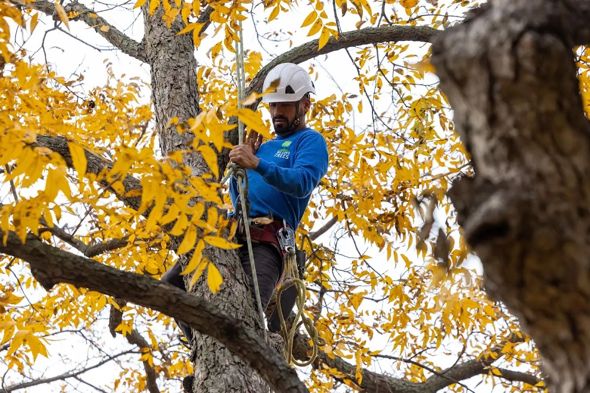 Skilled Tree Trimming crew working in Luana