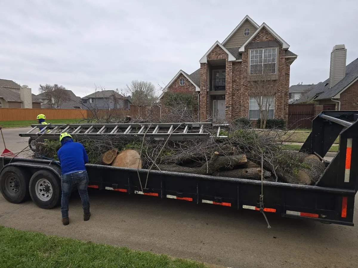 Expert Tree Removal with proper safety equipment in Luana